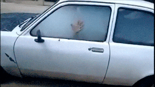GIF humoristique montrant une voiture complètement enfumée par un hotbox, illustrant les mauvaises odeurs de fumée à éviter.