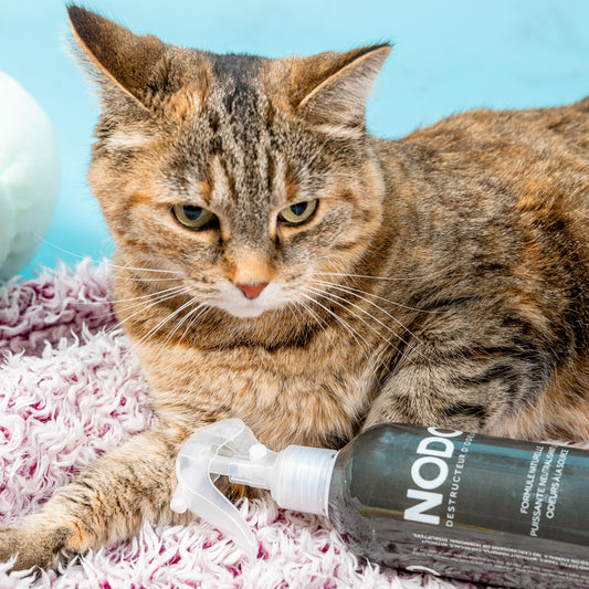 Chat sur un tapis avec une bouteille d'éliminateur d'odeurs