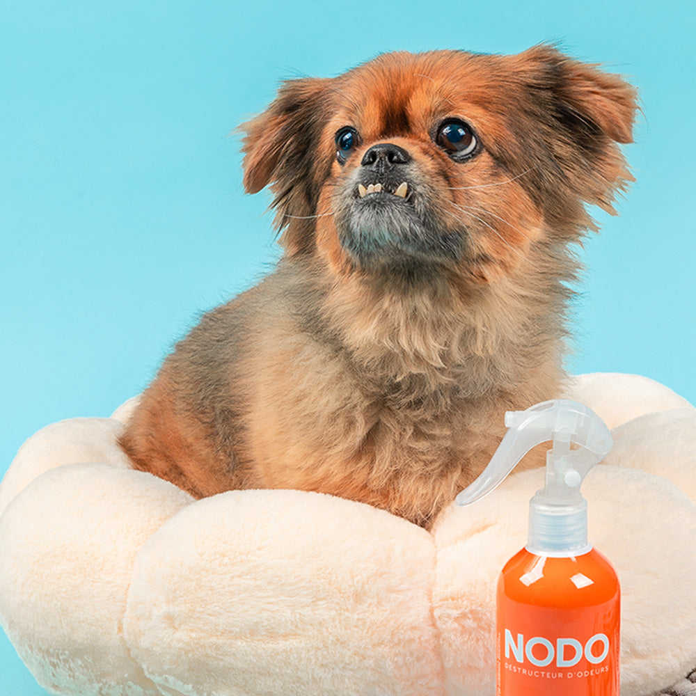 Petit chien sur un coussinet avec une bouteille de neutralisant d'odeurs NODO