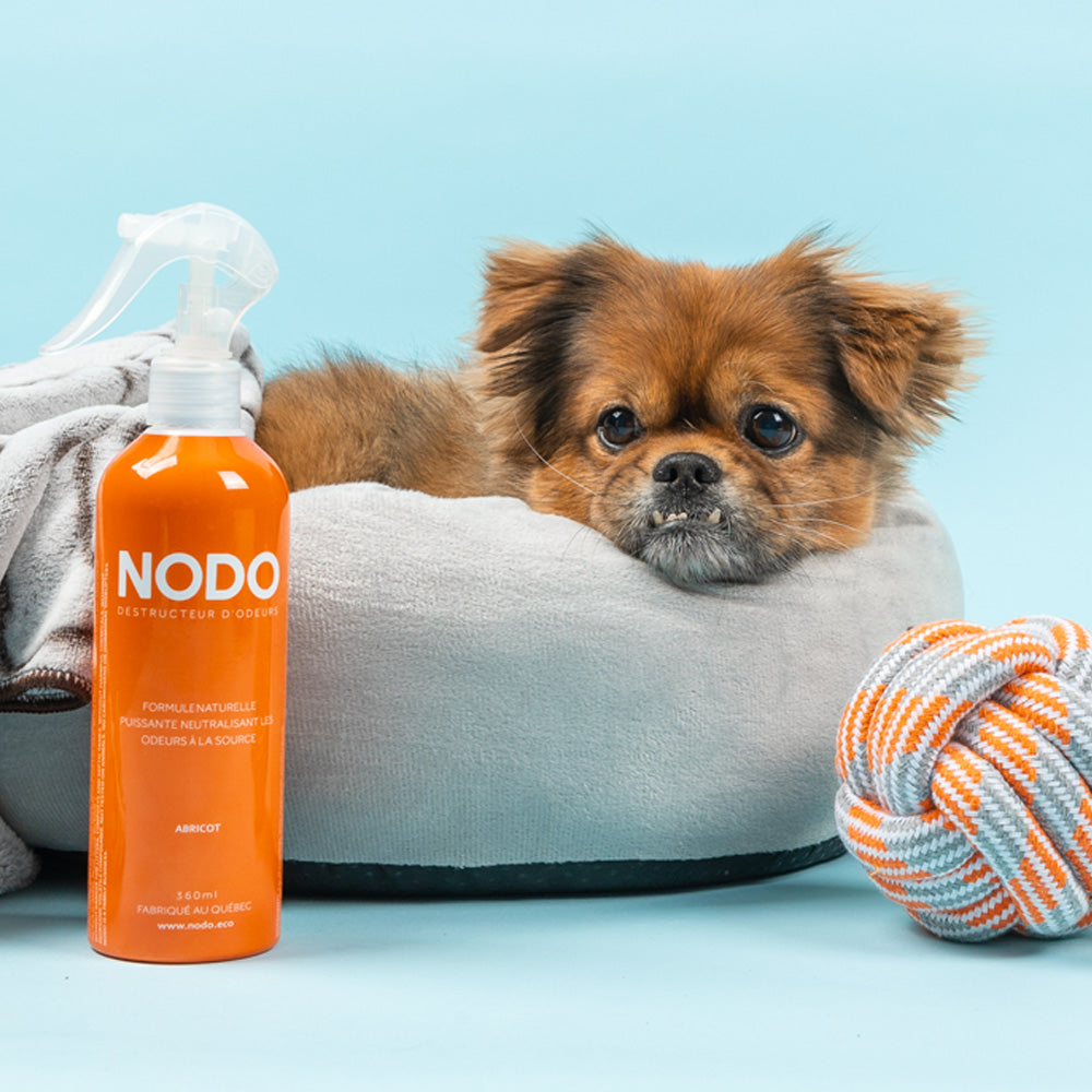 Petit chien coucher dans un lit pour chien avec une bouteille de destructeurs d'odeurs NODO à l'arôme d'abricot
